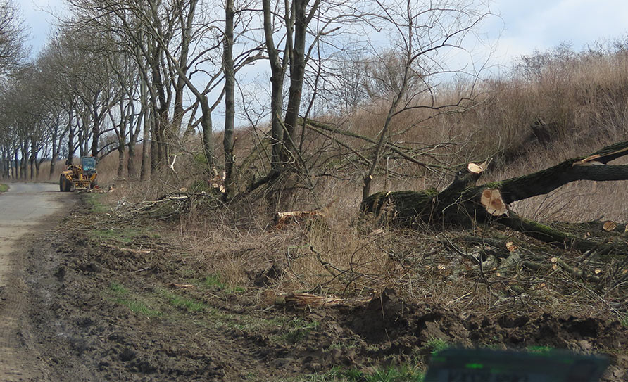 Obraz: wycinkadrzewm2021f2.jpg Obraz: wycinkadrzewm2021f2.jpg